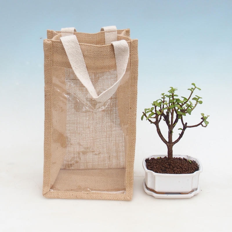 Zimmerbonsai in einer Geschenktüte – JUTA Portulakaria Afra – Dickblattpflanze