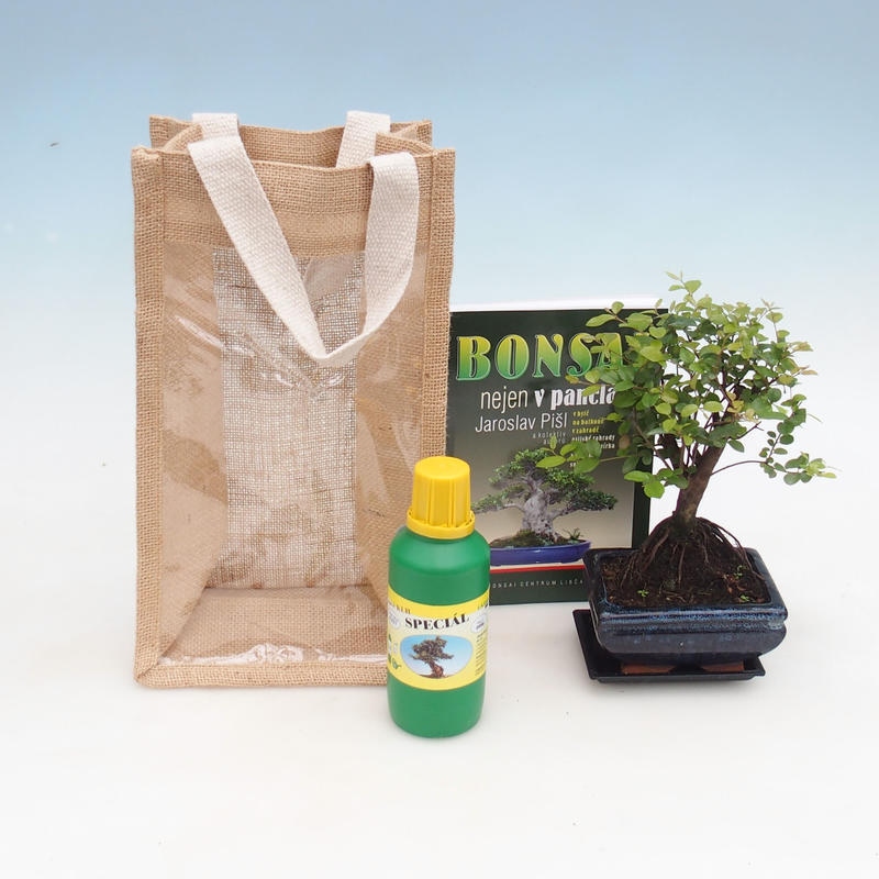 Zimmerbonsai in Geschenktüte - JUTA Sageretia thea