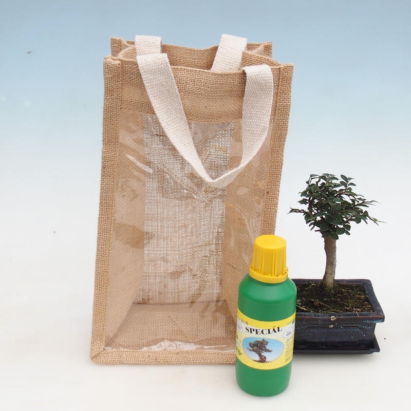 Zimmerbonsai in Geschenktüte - JUTA Ulmus parvifolia-Zimmer-Ulme