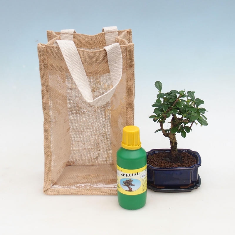 Zimmerbonsai in Geschenktüte - JUTA Carmona-tea fuki