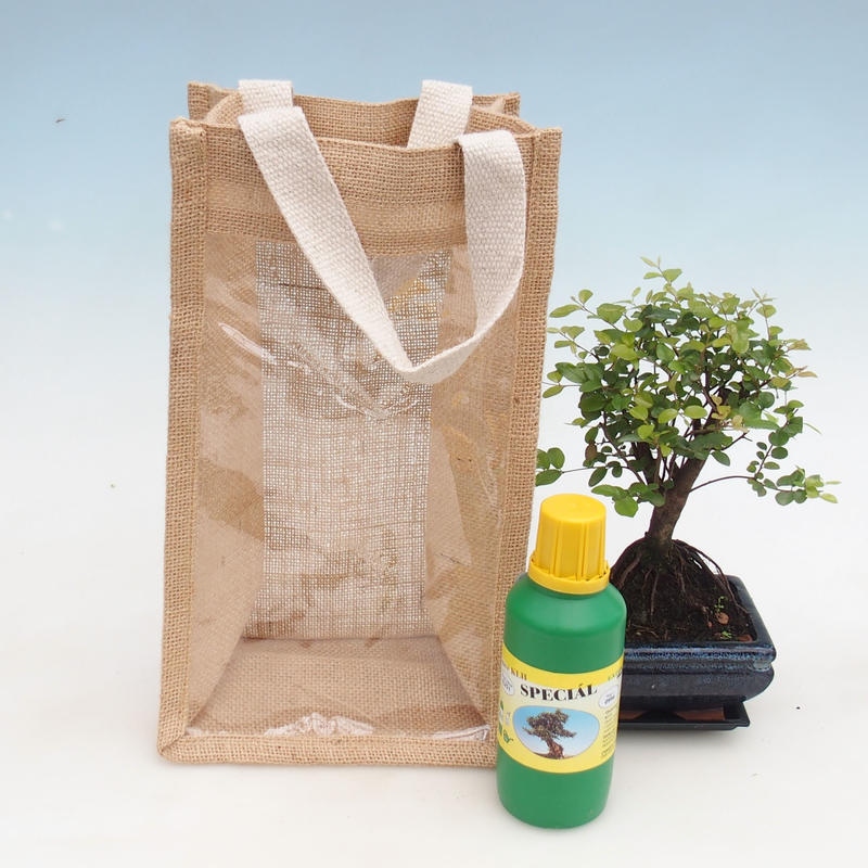 Zimmerbonsai in Geschenktüte - JUTA Sageretia thea