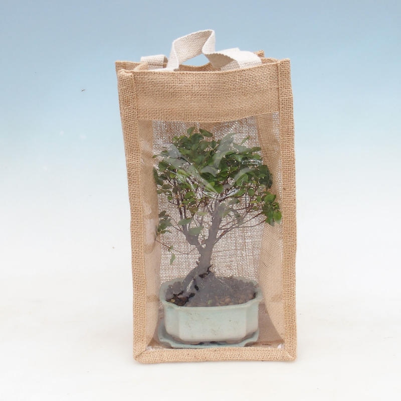 Zimmerbonsai in Geschenktüte - JUTA