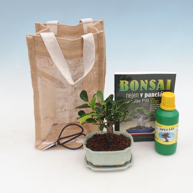 Zimmerbonsai in Geschenktüte - JUTA
