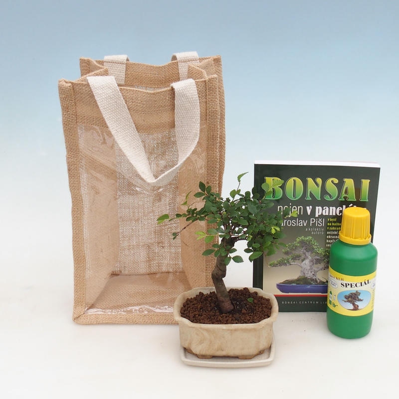 Zimmerbonsai in Geschenktüte - JUTA Ulmus parvifolia-Zimmer-Ulme