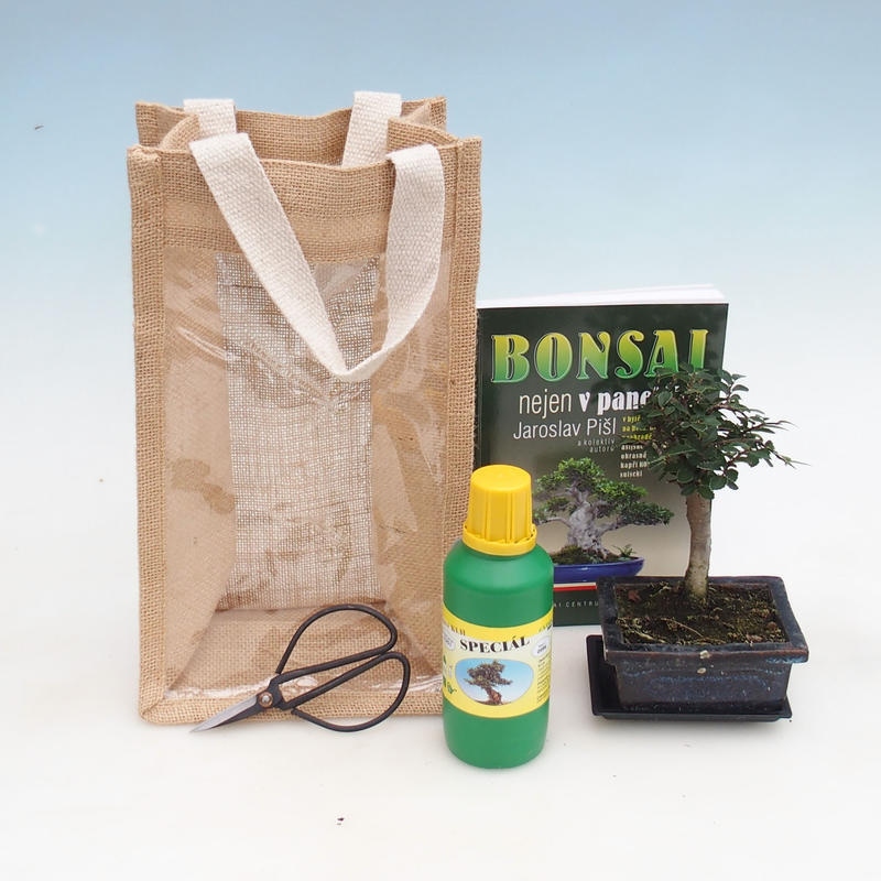 Zimmerbonsai in Geschenktüte - JUTA Ulmus parvifolia-Zimmer-Ulme