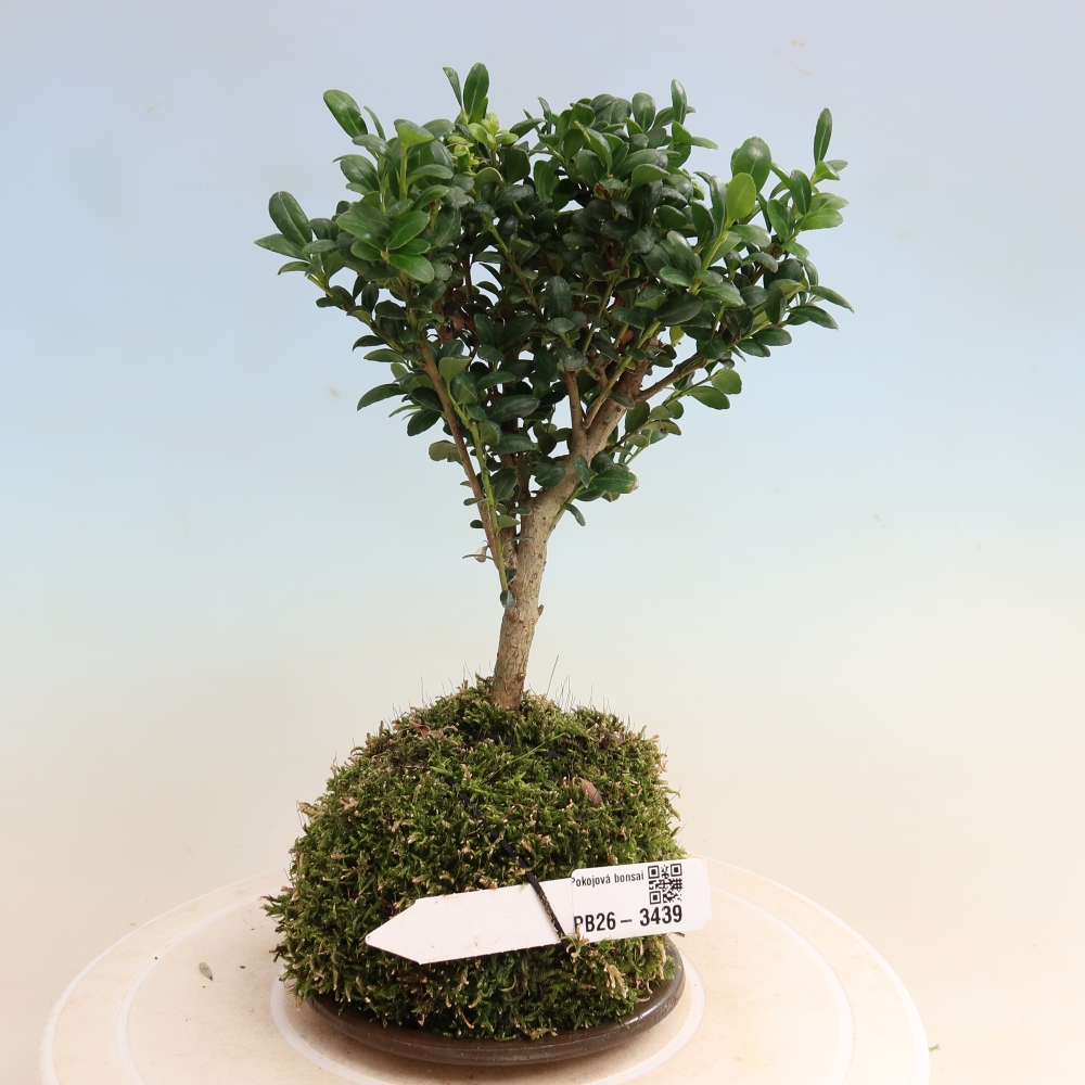 Kokedama mit Untersetzer – Ilex crenata – Stechpalme