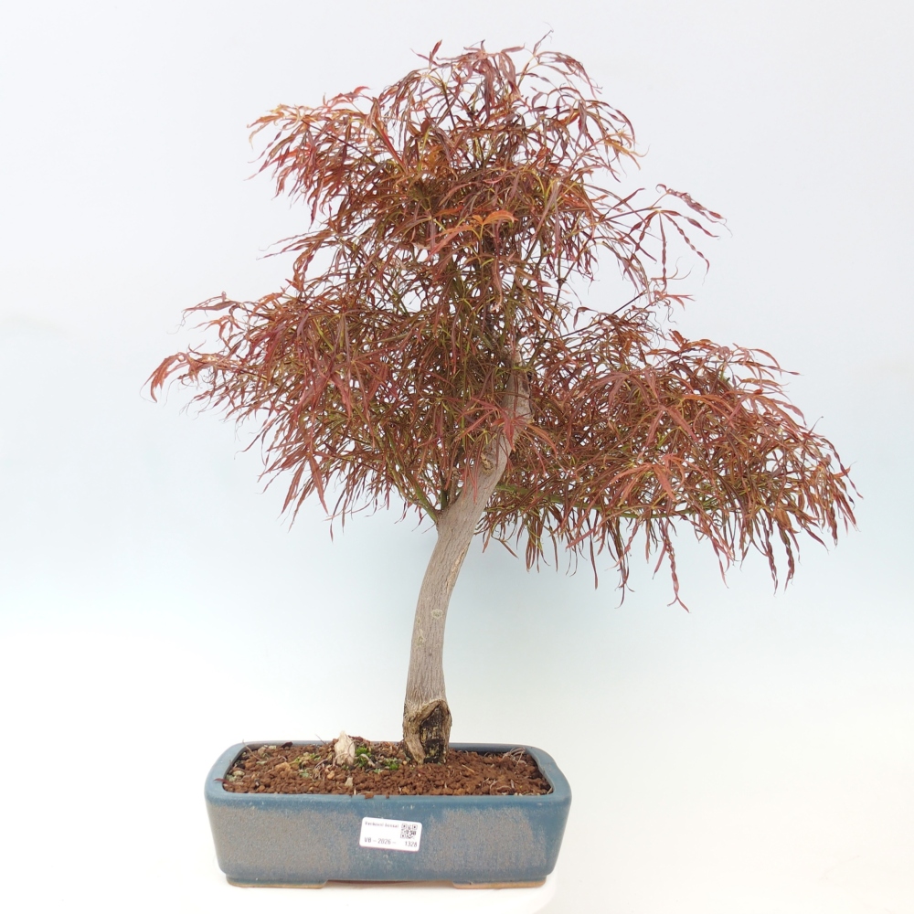 Bonsai für draußen - Acer palmatum RED PYGMY
