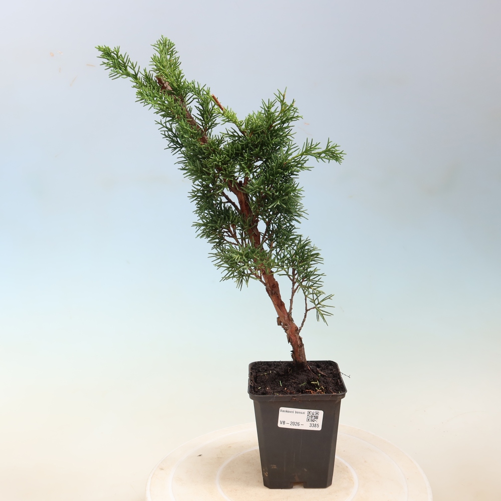 Bonsai für draußen - Juniperus chinensis Kishu