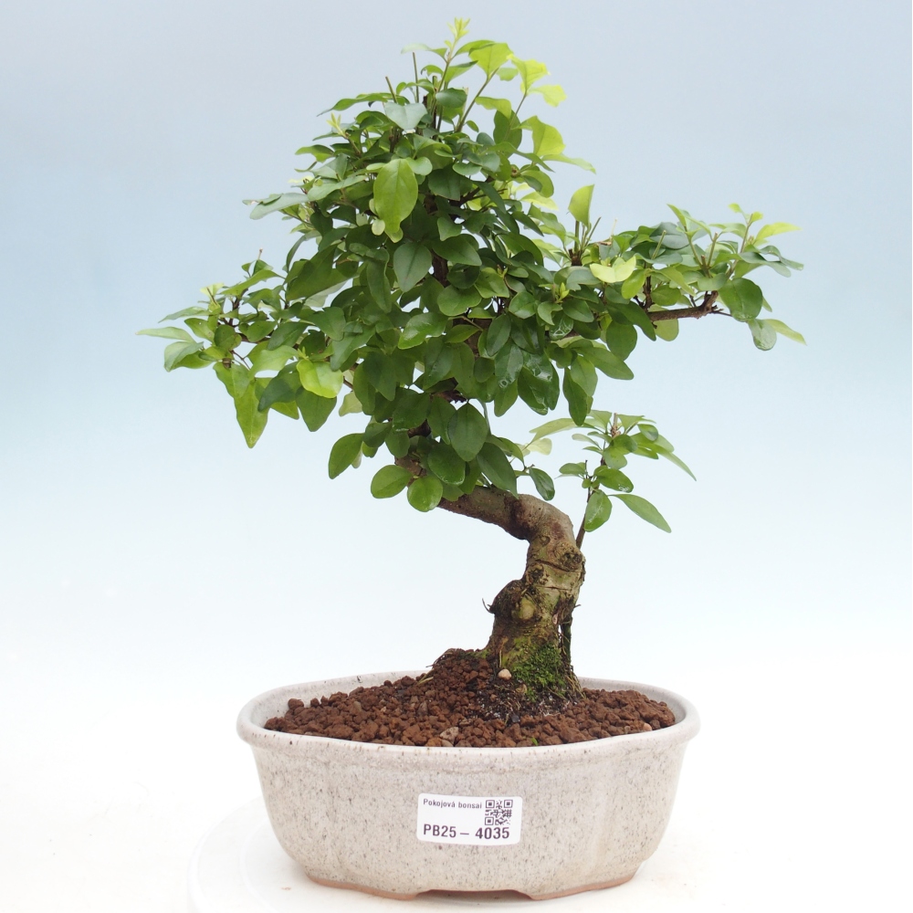 Zimmer Bonsai -Ligustrum chinensis - Vogelschnabel