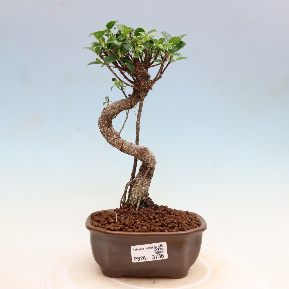 Zimmerbonsai - Ficus kimmen - Kleinblättriger Ficus