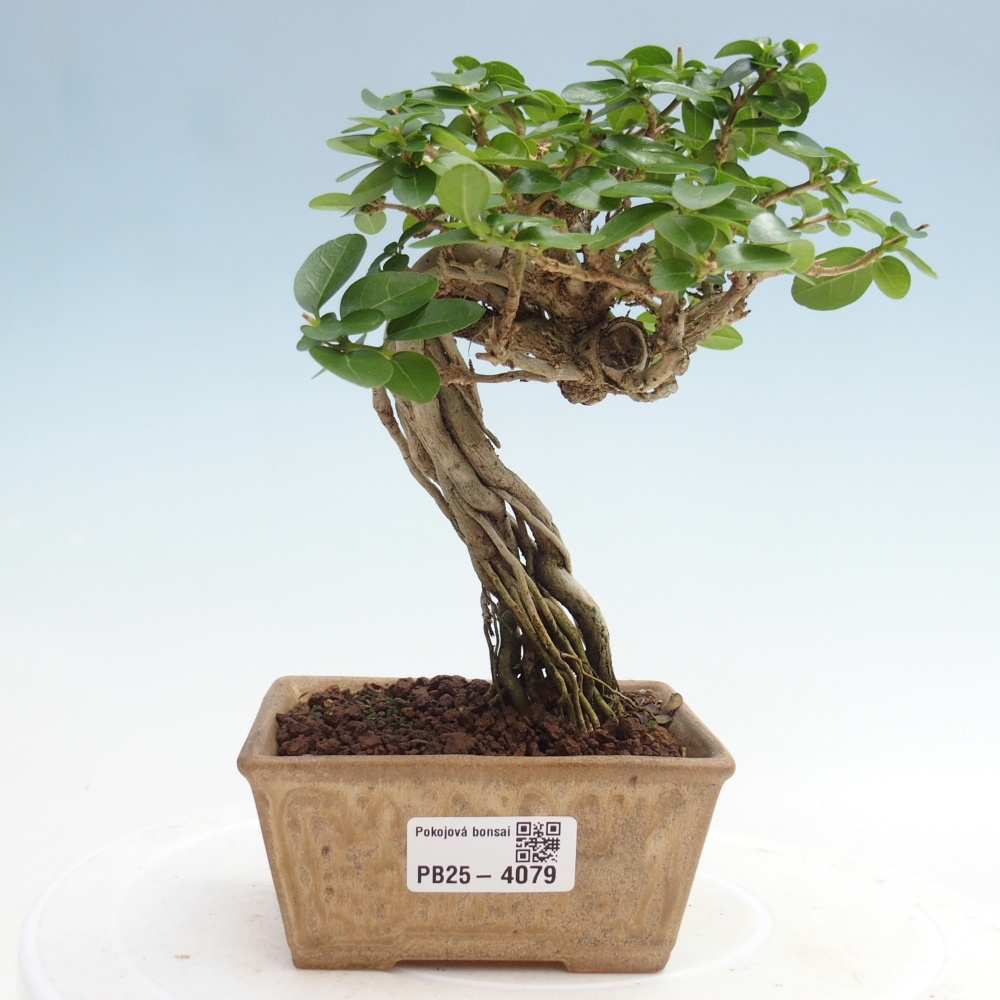 Zimmerbonsai - Premna serratifolia - Kozlovna malolista