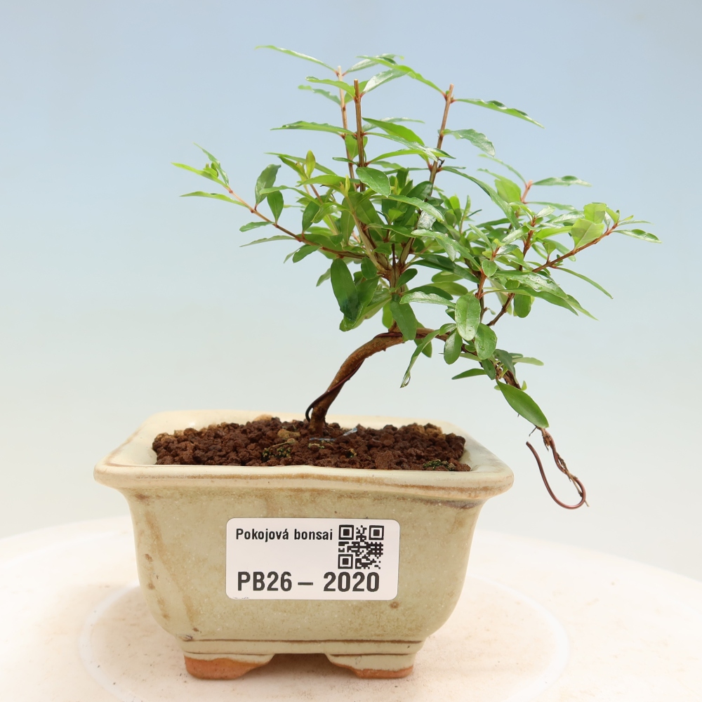 Zimmer-Bonsai-PUNICA granatum nana-Apfel-Granatapfel