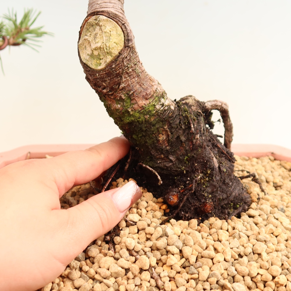 Bonsai für den Außenbereich – Pinus mugo Humpy – Zwergkiefer