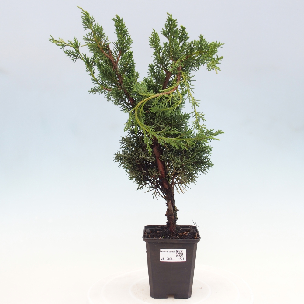 Bonsai für draußen - Juniperus chinensis Kishu