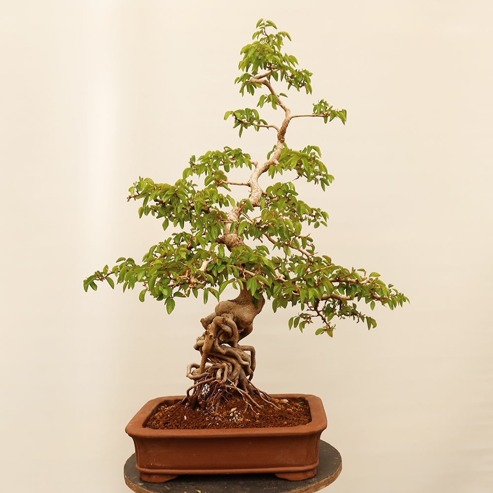 Bonsai für draußen - Karpinus Coreana - Koreanische Hainbuche