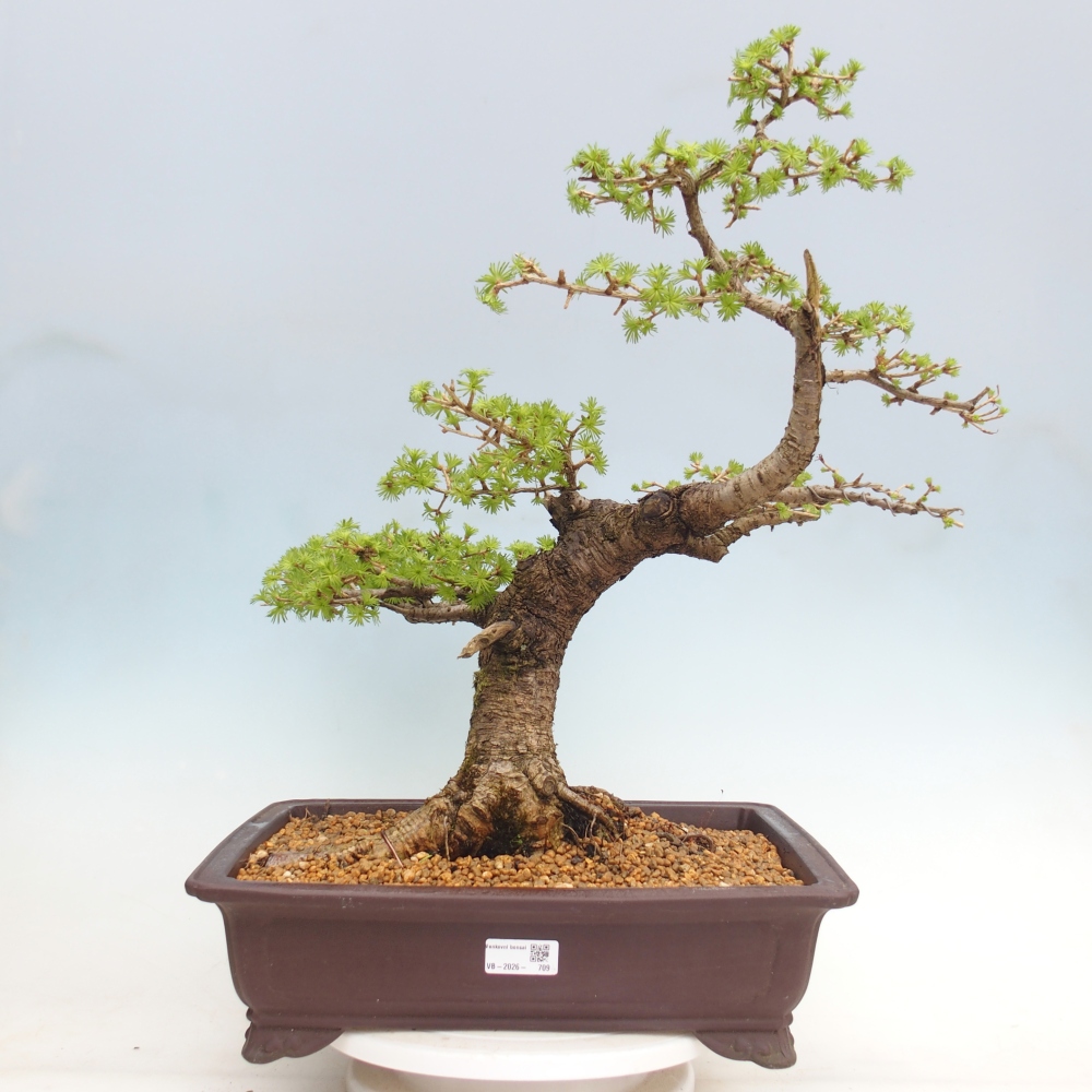 Outdoor-Bonsai -Larix decidua - Lärche - nur Palettentransport