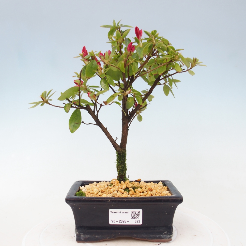 Bonsai für draußen - Japanische Azalee - Azalea sp.