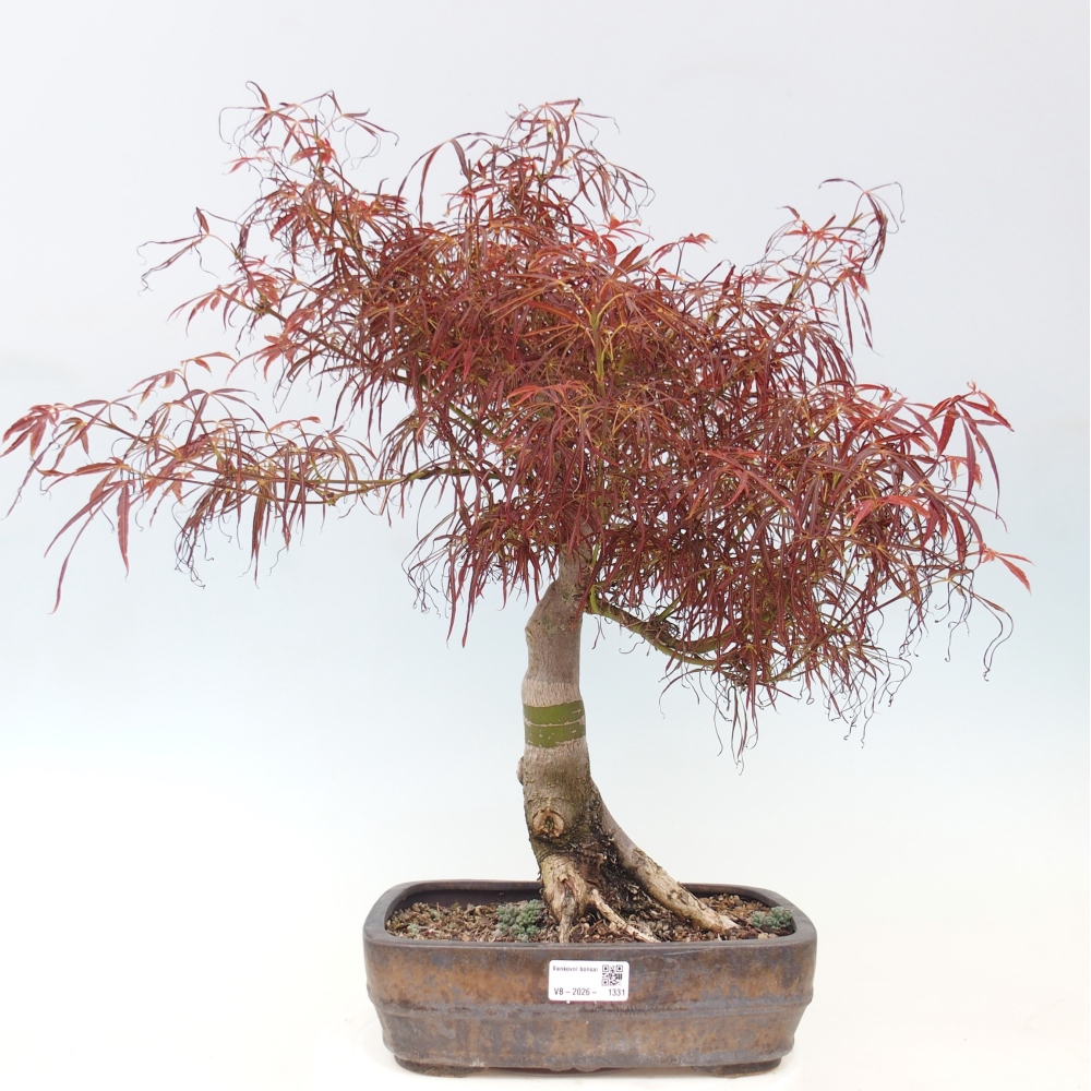 Bonsai für draußen - Acer palmatum RED PYGMY