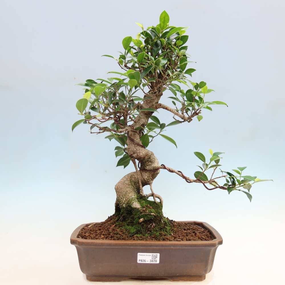 Zimmerbonsai - Ficus kimmen - Kleinblättriger Ficus