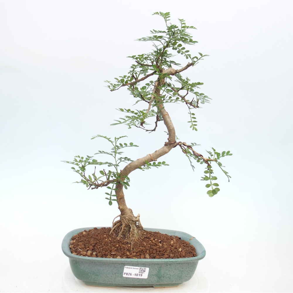 Zimmer Bonsai - Zantoxylum piperitum - Pfefferbaum