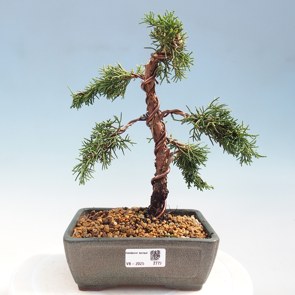 Bonsai für draußen - Juniperus chinensis Kishu