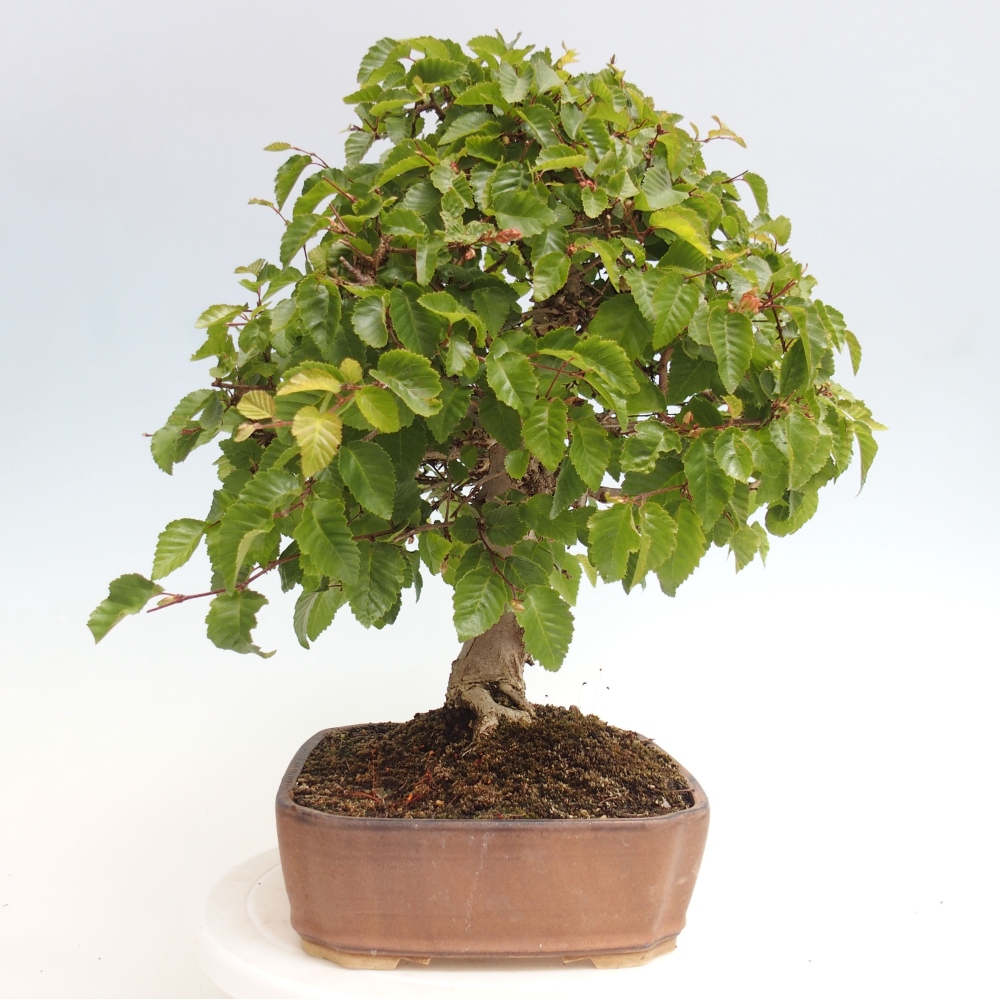 Bonsai für draußen -Carpinus CARPINOIDES - Koreanische Hainbuche