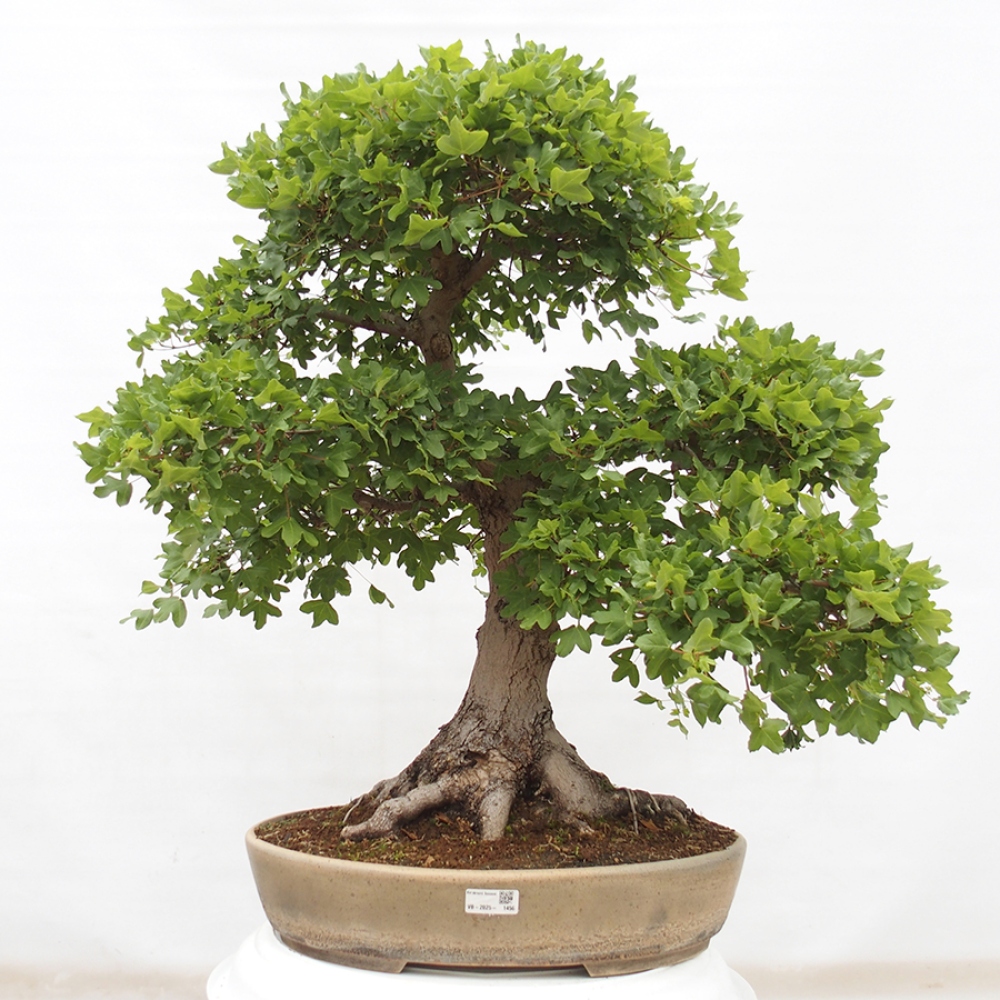 Bonsai für draußen - Französischer Ahorn - Acer Nonspessulanum