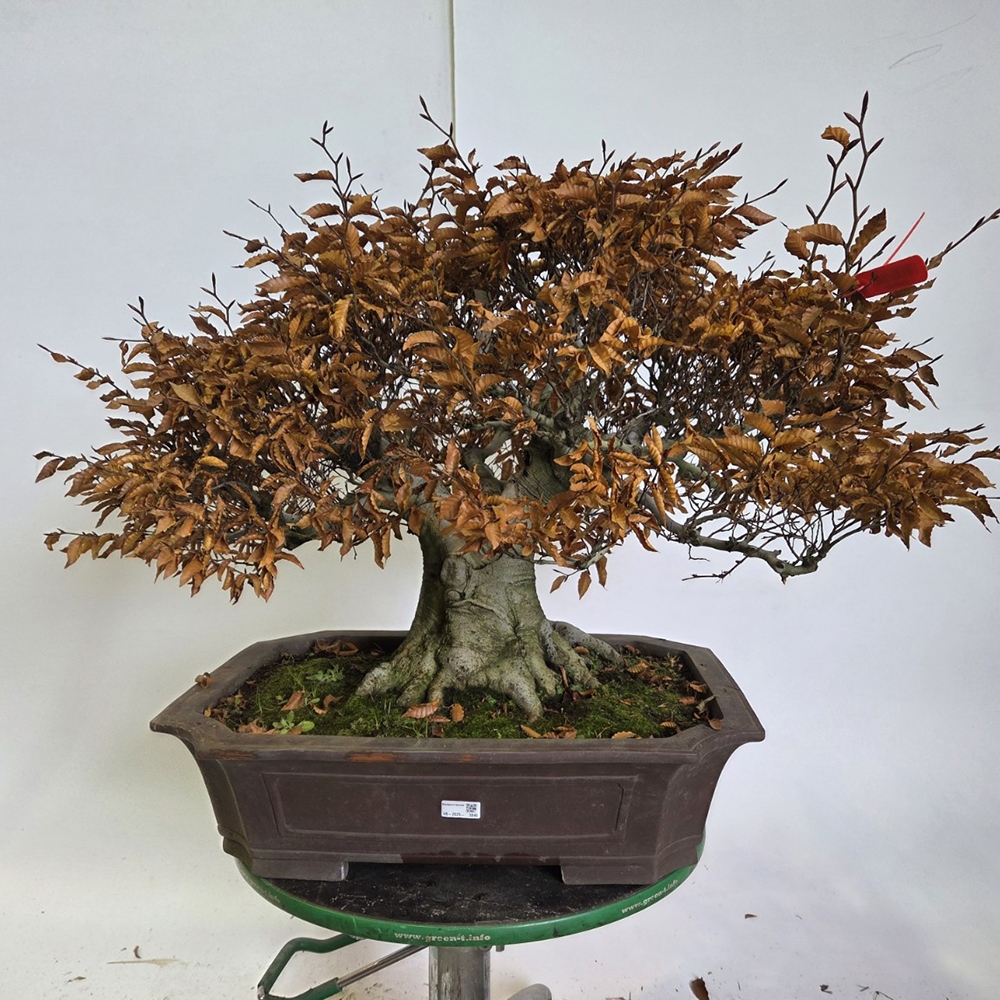 Bonsai für draußen - Fagus crenata