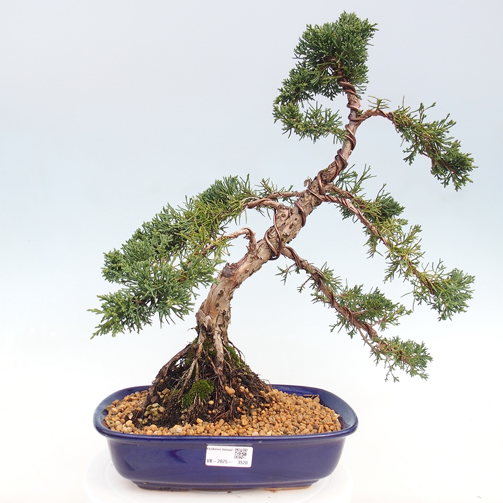 Bonsai für draußen - Juniperus chinensis Kishu