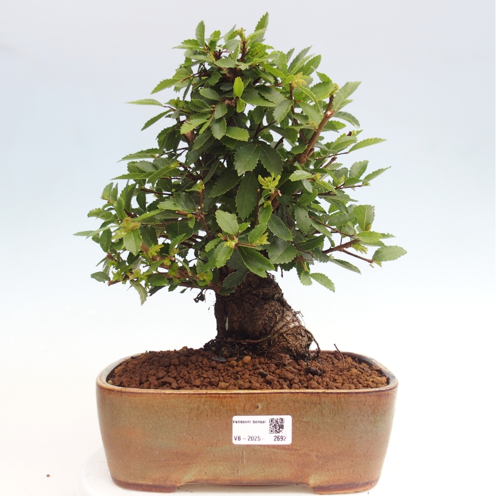Bonsai für draußen - Zelkova - Zelkova NIRE