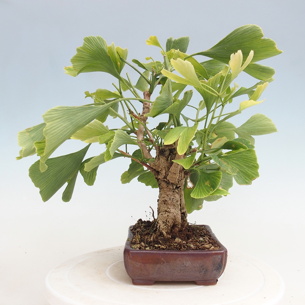 Bonsai für draußen - Ginkgo biloba - Ginkgo biloba
