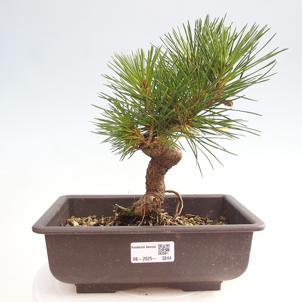 Bonsai für draußen - Pinus thunbergii - Thunberg-Kiefer