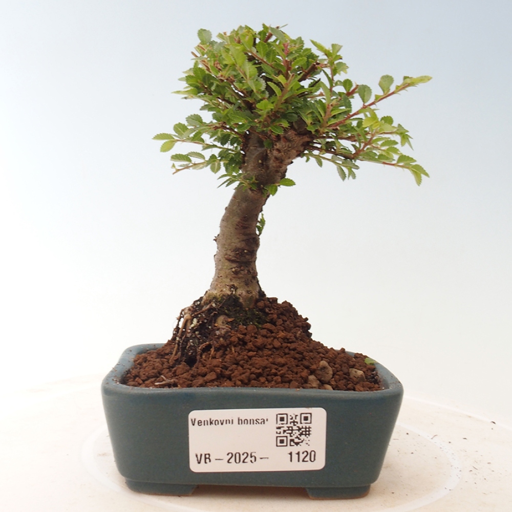 Bonsai für draußen - Ulmus parvifolia Sagei - Kleinblättrige Ulme