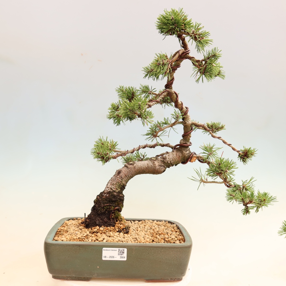 Bonsai für den Außenbereich – Pinus mugo Humpy – Zwergkiefer