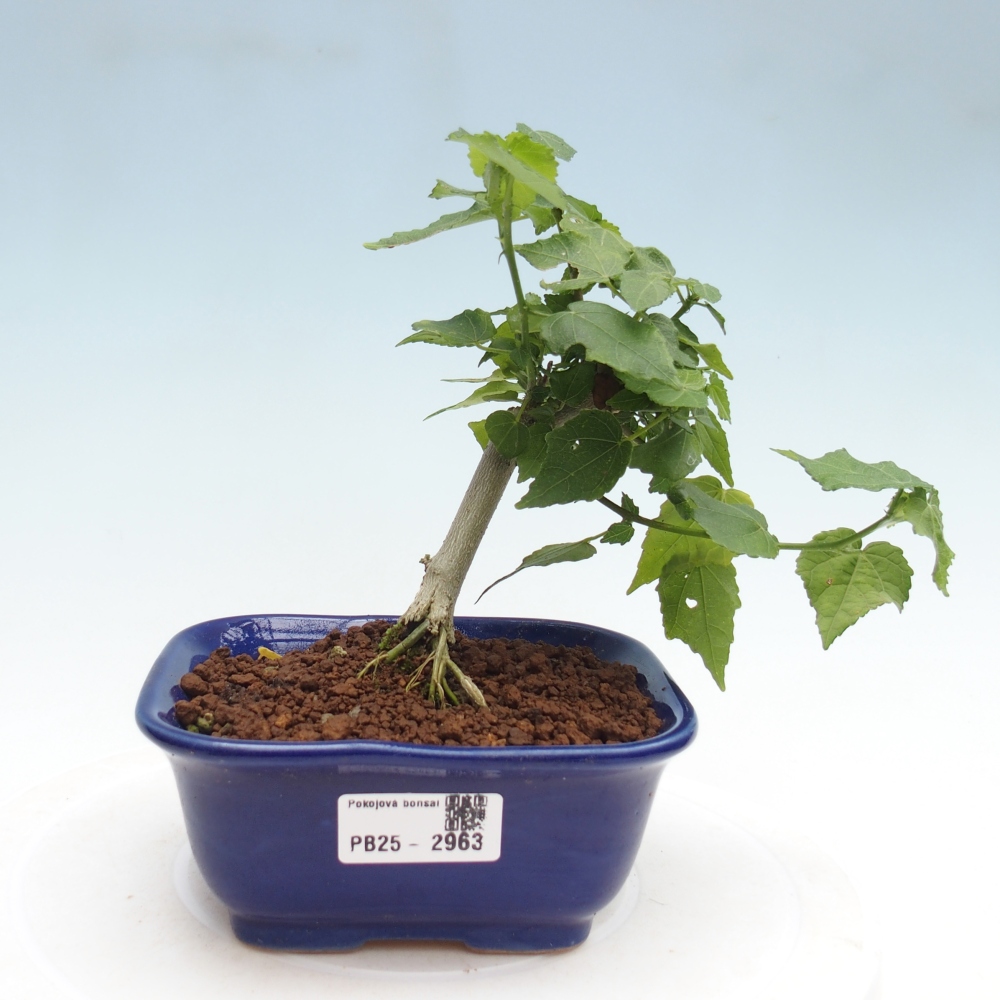 Zimmerbonsai - Malvaviscus arboreus