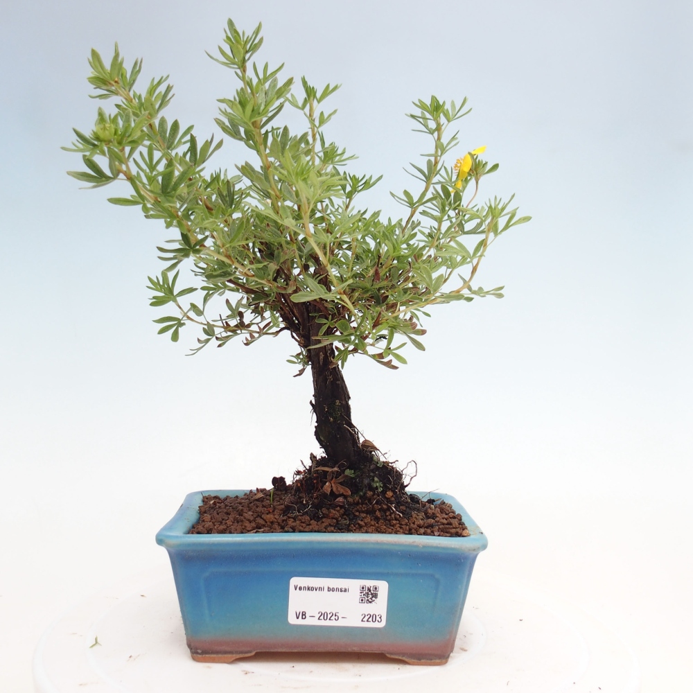Bonsai für draußen - Potentila fruticosa gelber Vogel