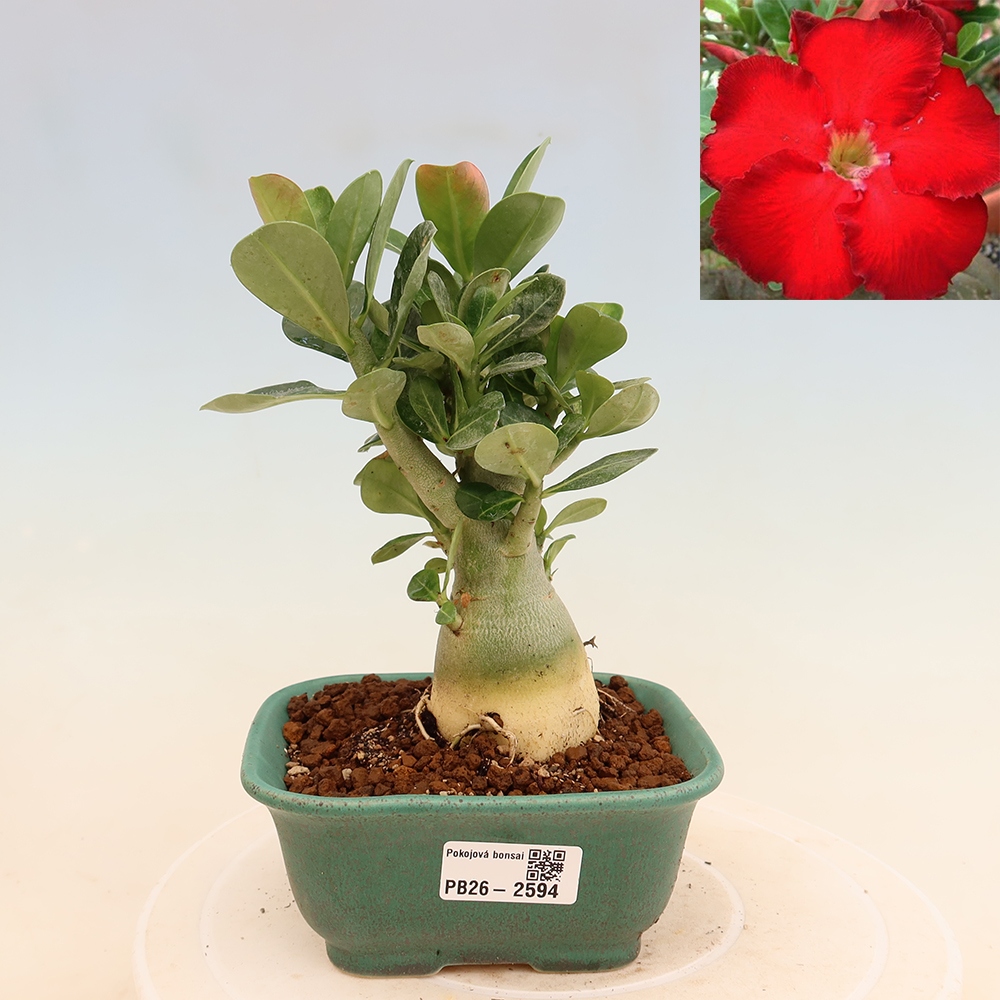 Zimmerbonsai – Adenium obesum „Red Star“ – Wüstenrose