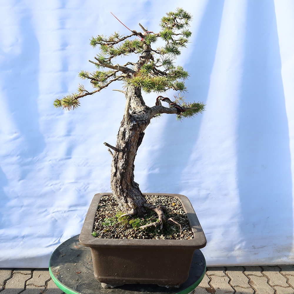 Pinus sylvestris Spanien – Waldkiefer