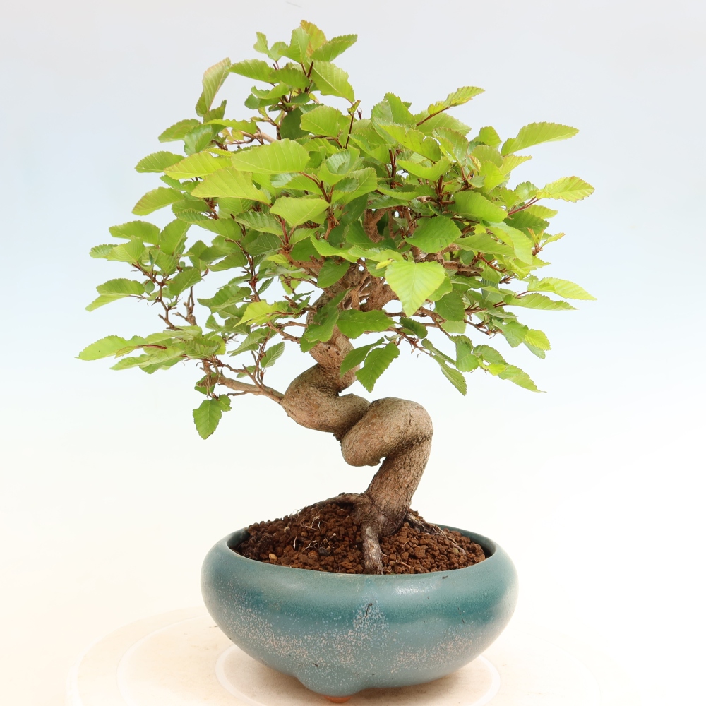 Bonsai für draußen - Karpinus Coreana - Koreanische Hainbuche