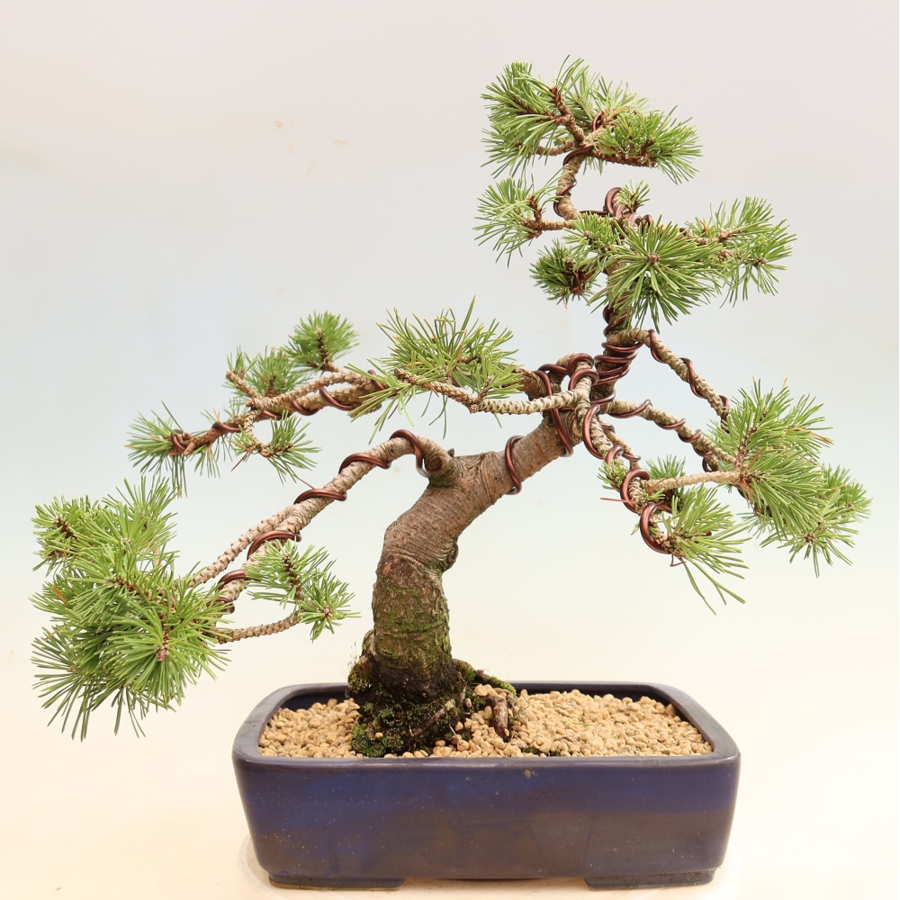 Bonsai für den Außenbereich – Pinus mugo Humpy – Zwergkiefer