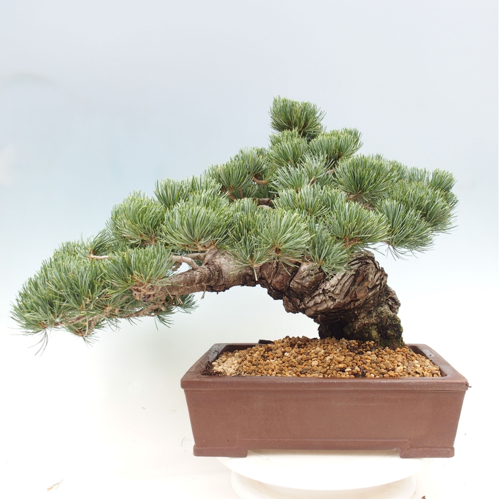 Bonsai für draußen - Pinus parviflora - Pinus parviflora