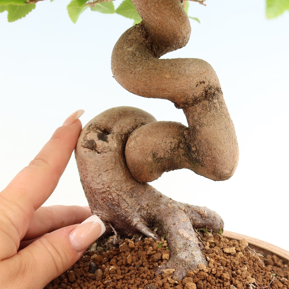 Bonsai für draußen - Karpinus Coreana - Koreanische Hainbuche