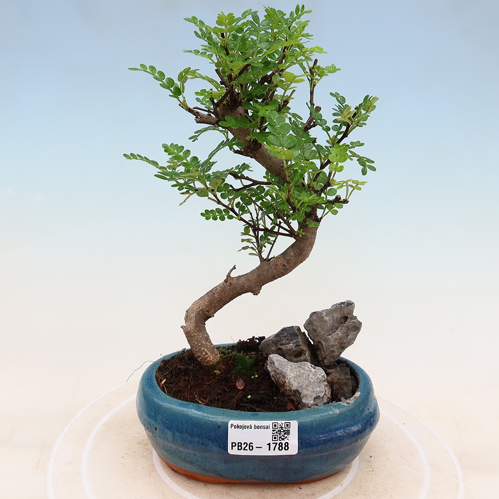 Zimmer Bonsai - Zantoxylum piperitum - Pfefferbaum