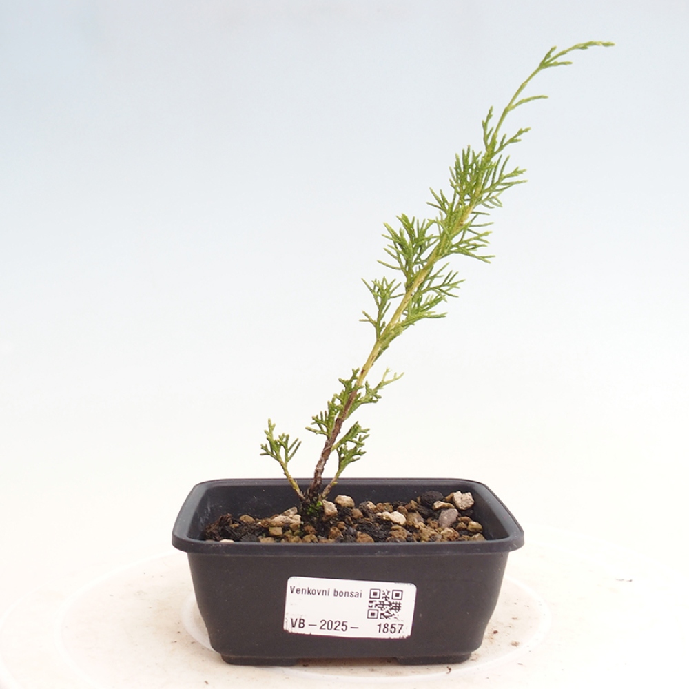 Bonsai für draußen - Juniperus chinensis Itoigawa