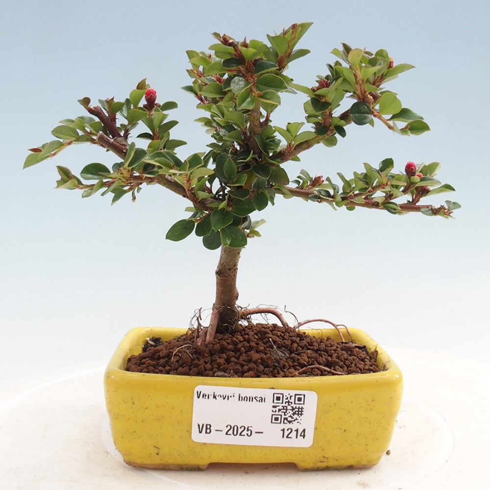 Bonsai für draußen - Cotoneaster horizontalis - Rocky Mountain