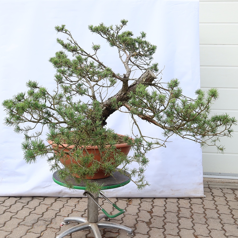 Pinus sylvestris Spanien – Waldkiefer