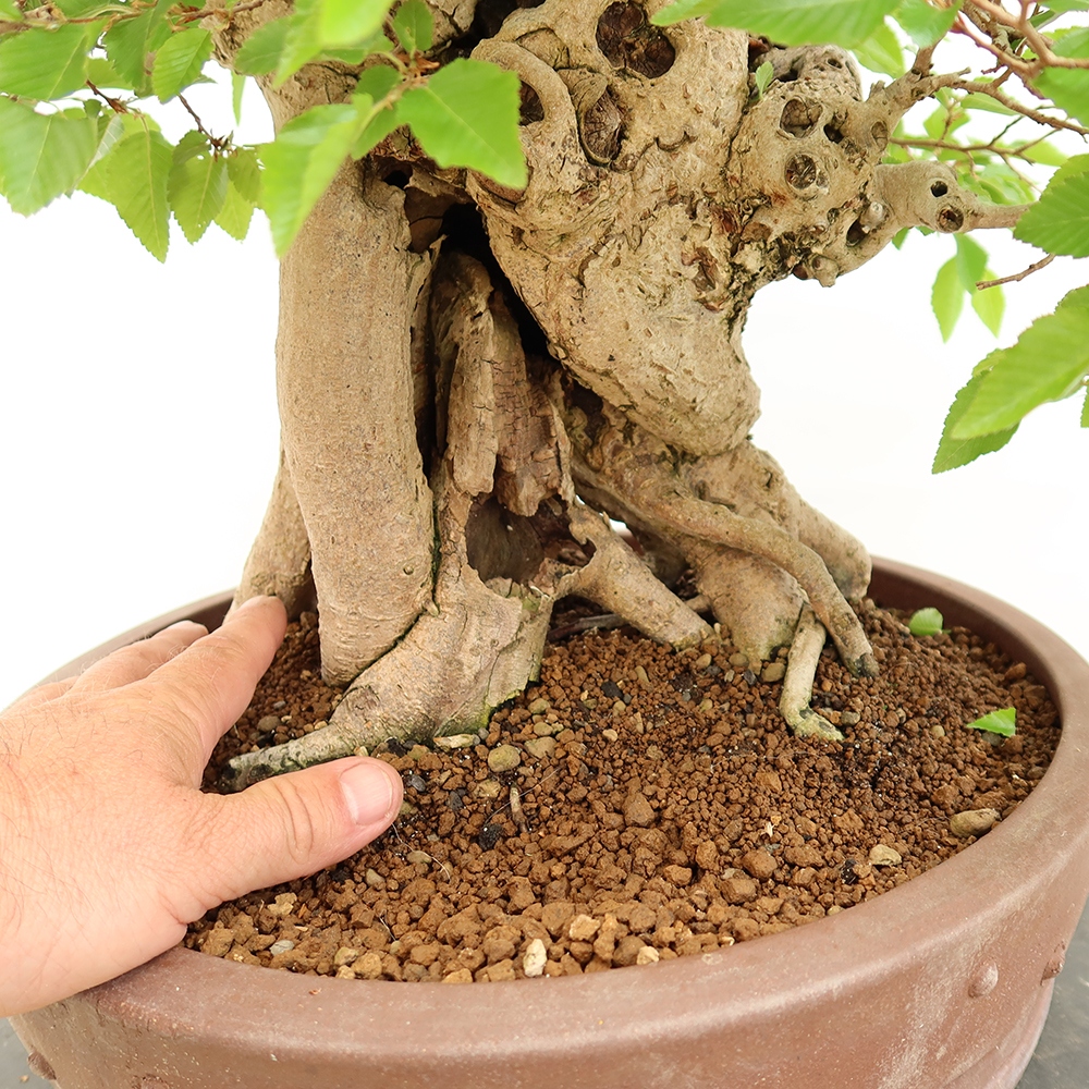 Bonsai für draußen - Karpinus Coreana - Koreanische Hainbuche