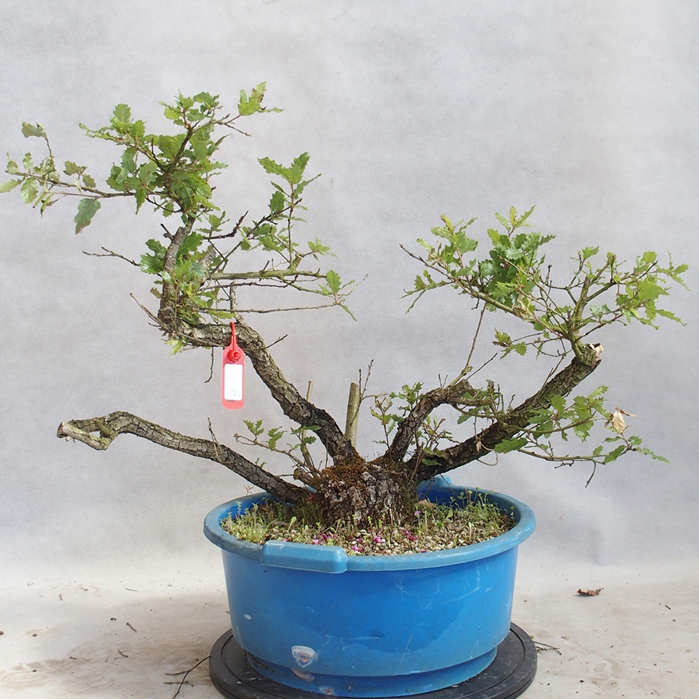 Außenbonsai Quercus Cerris - Eiche Cer
