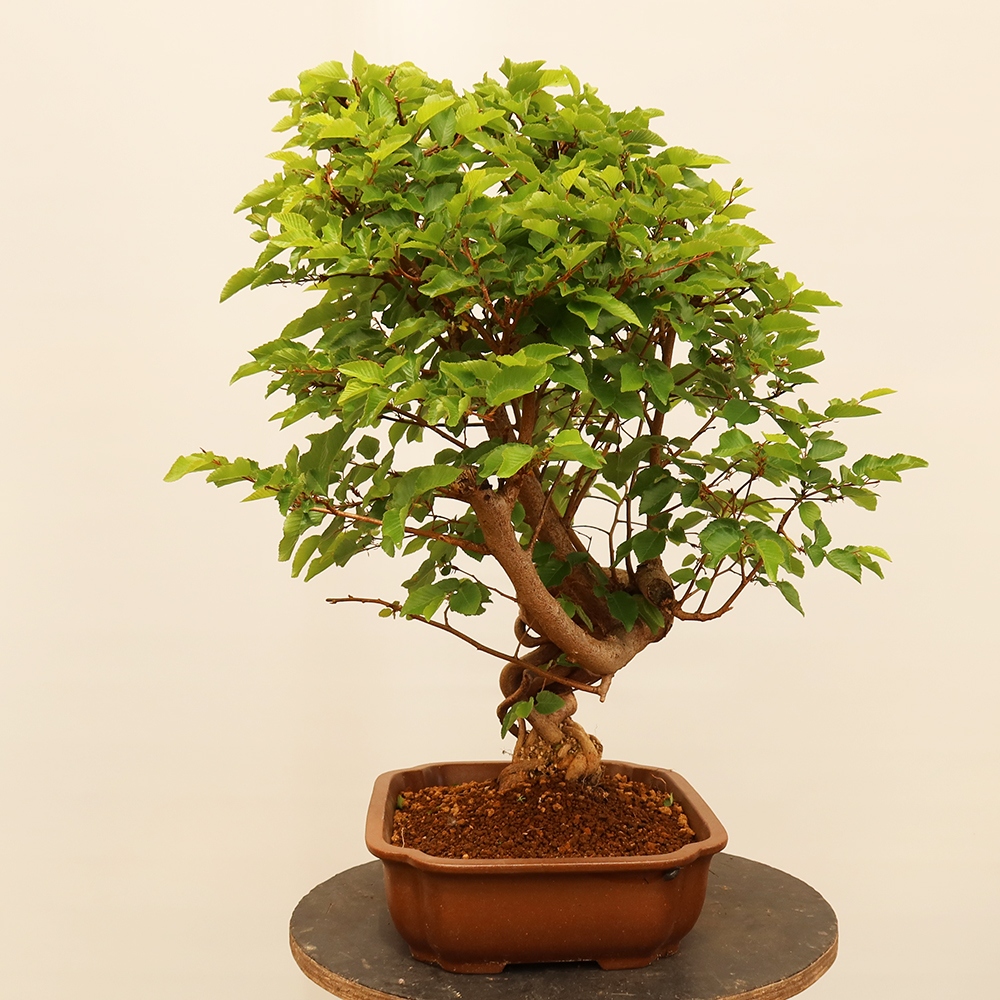Bonsai für draußen - Karpinus Coreana - Koreanische Hainbuche
