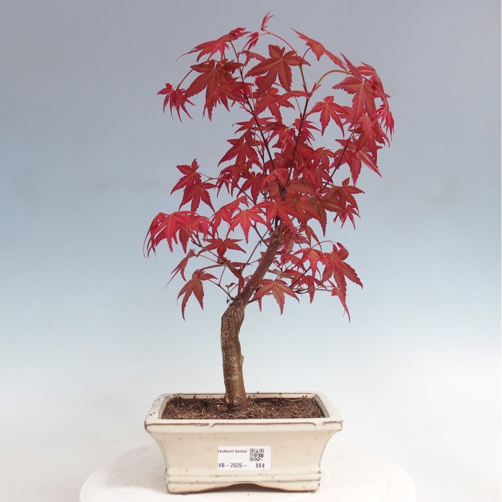 Bonsai für draußen - Acer palmatum DESHOJO